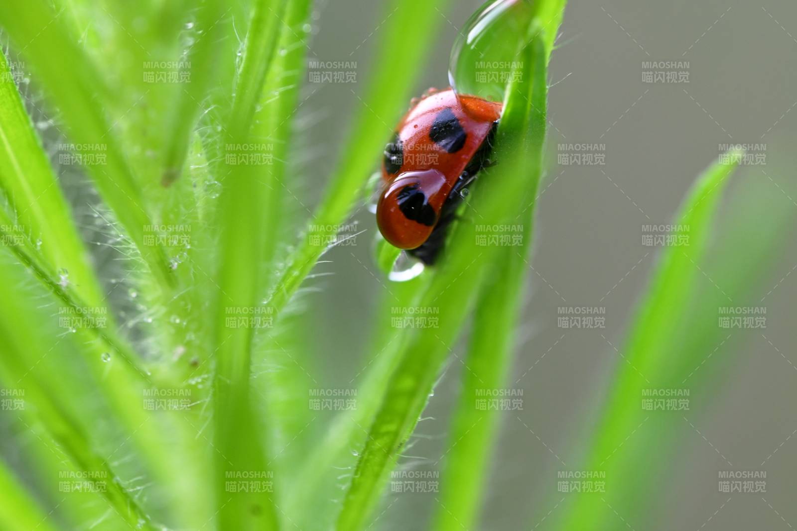 绿叶上的红色瓢虫图片