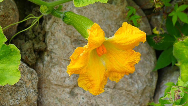 南瓜花绽放 生机盎然图片