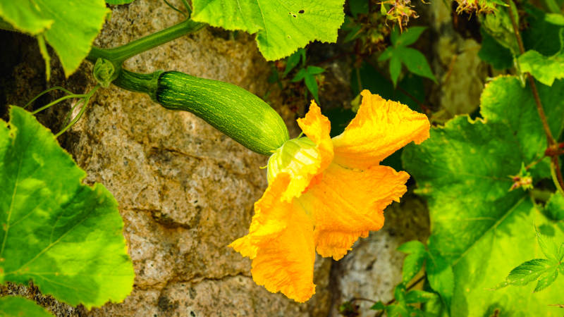 南瓜花与果实的自然之美图片