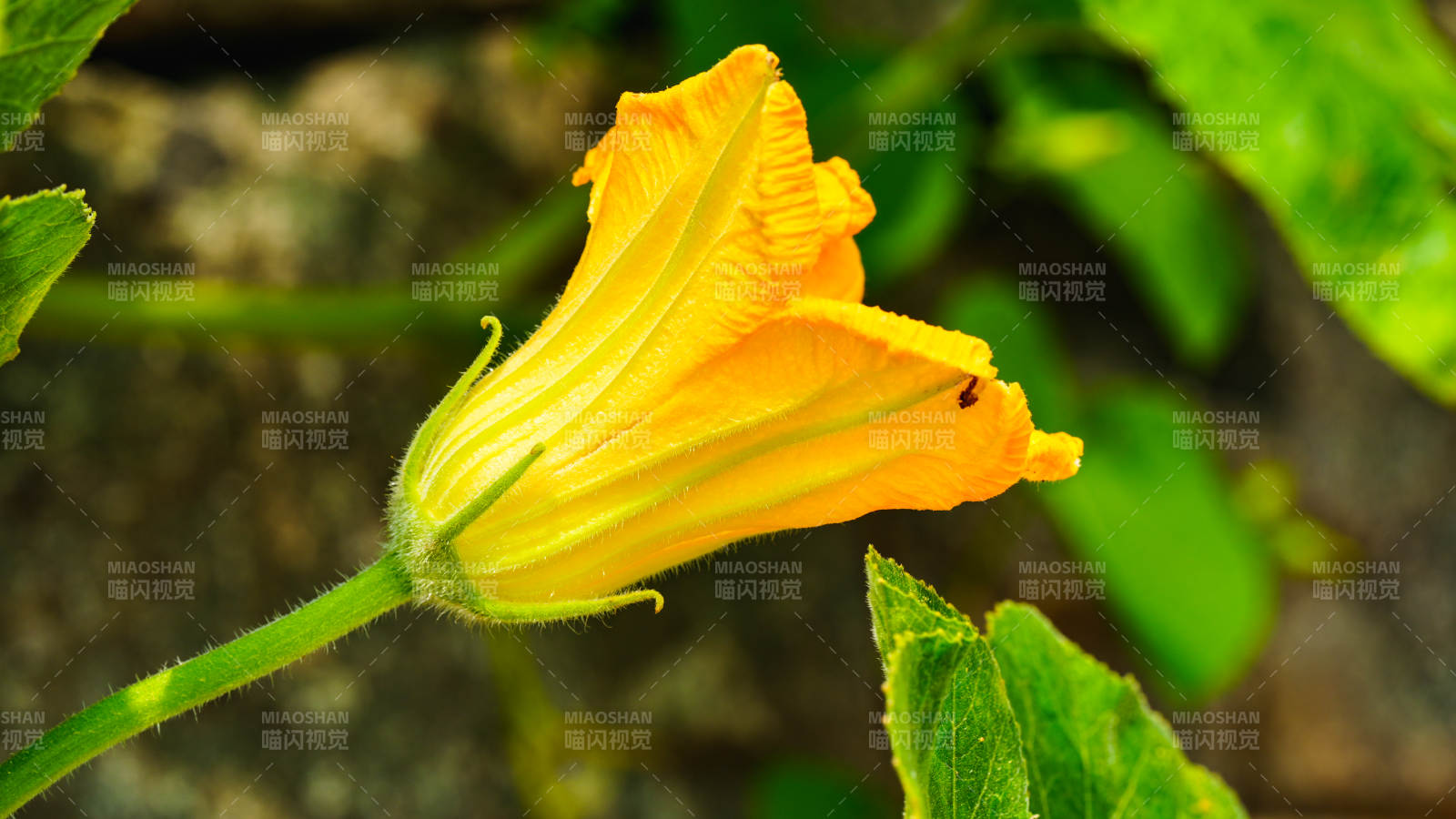 南瓜花的美丽瞬间图片