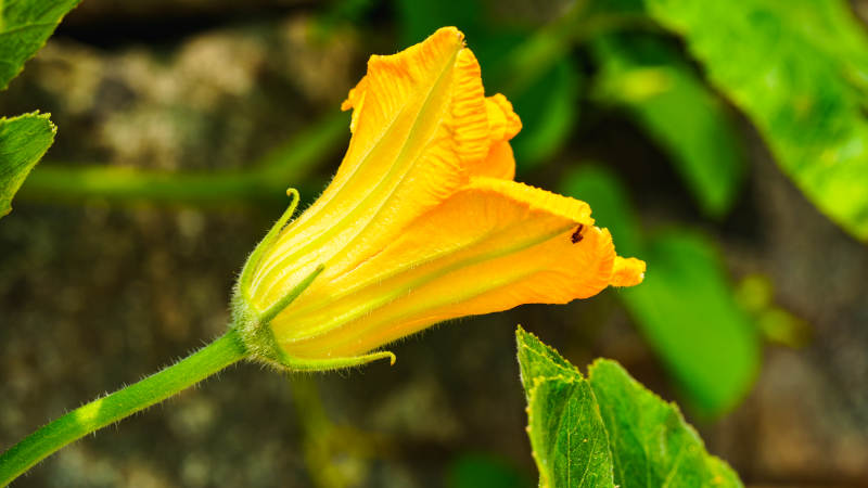 南瓜花的美丽瞬间图片