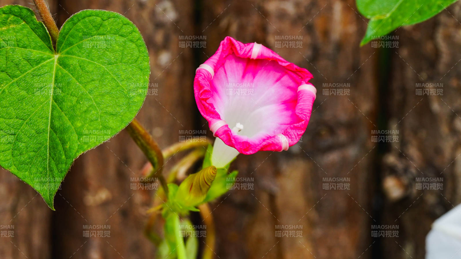 牵牛花与绿叶的美丽邂逅图片