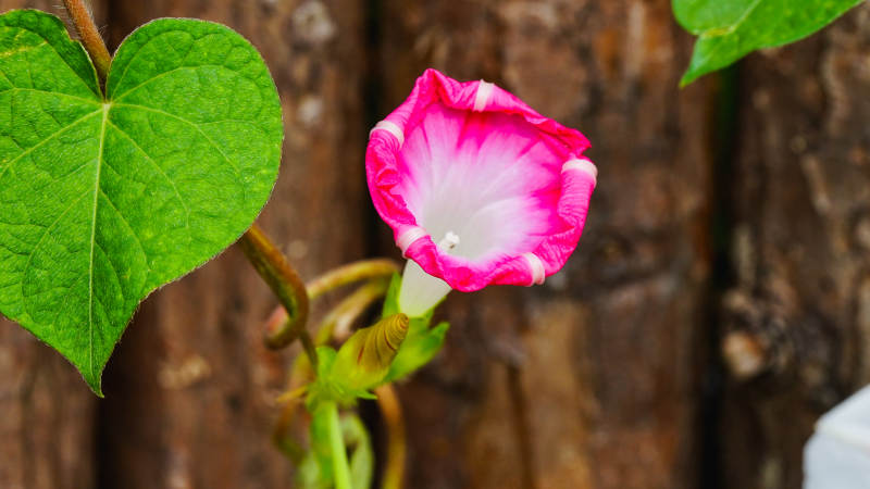 牵牛花与绿叶的美丽邂逅图片