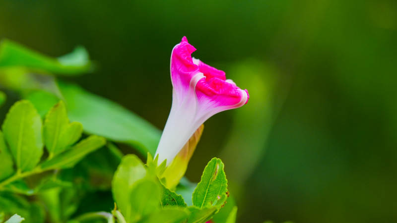 牵牛花绽放瞬间图片