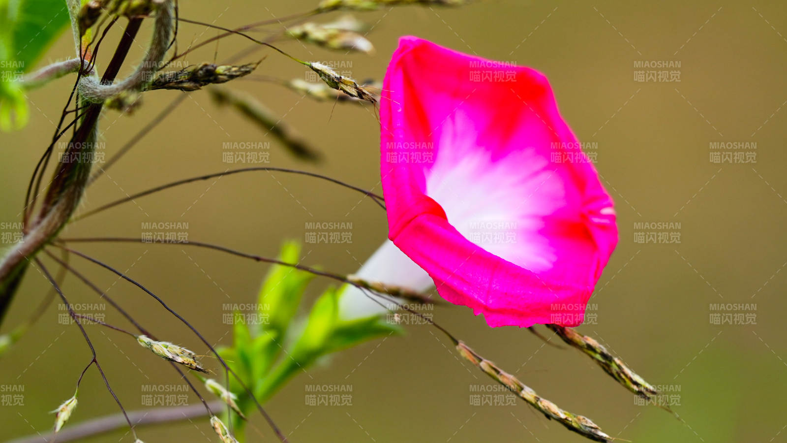 粉红牵牛花的美丽瞬间图片