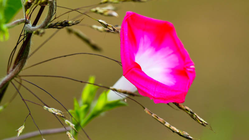 粉红牵牛花的美丽瞬间图片