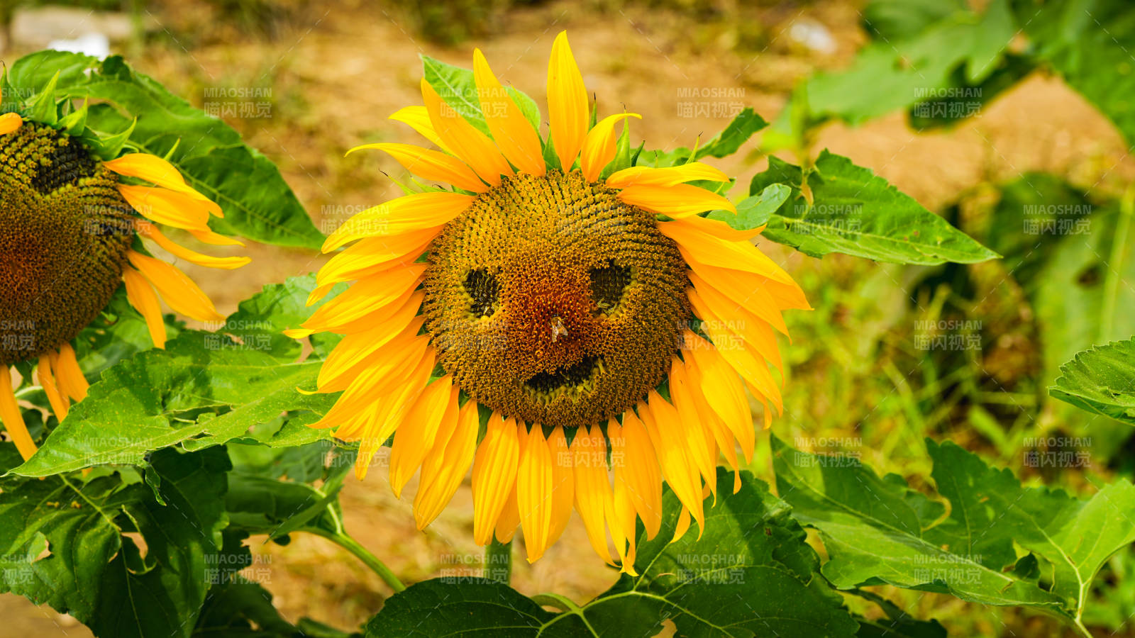 微笑的向日葵图片