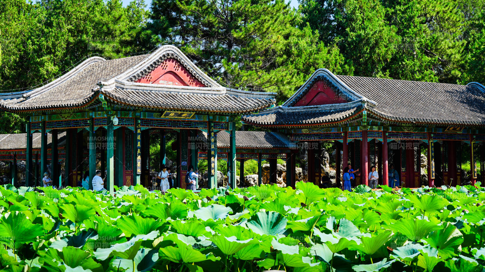 颐和园荷花与古建筑图片