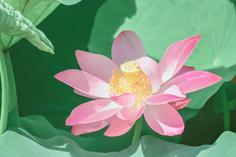 粉嫩莲花映绿叶图片