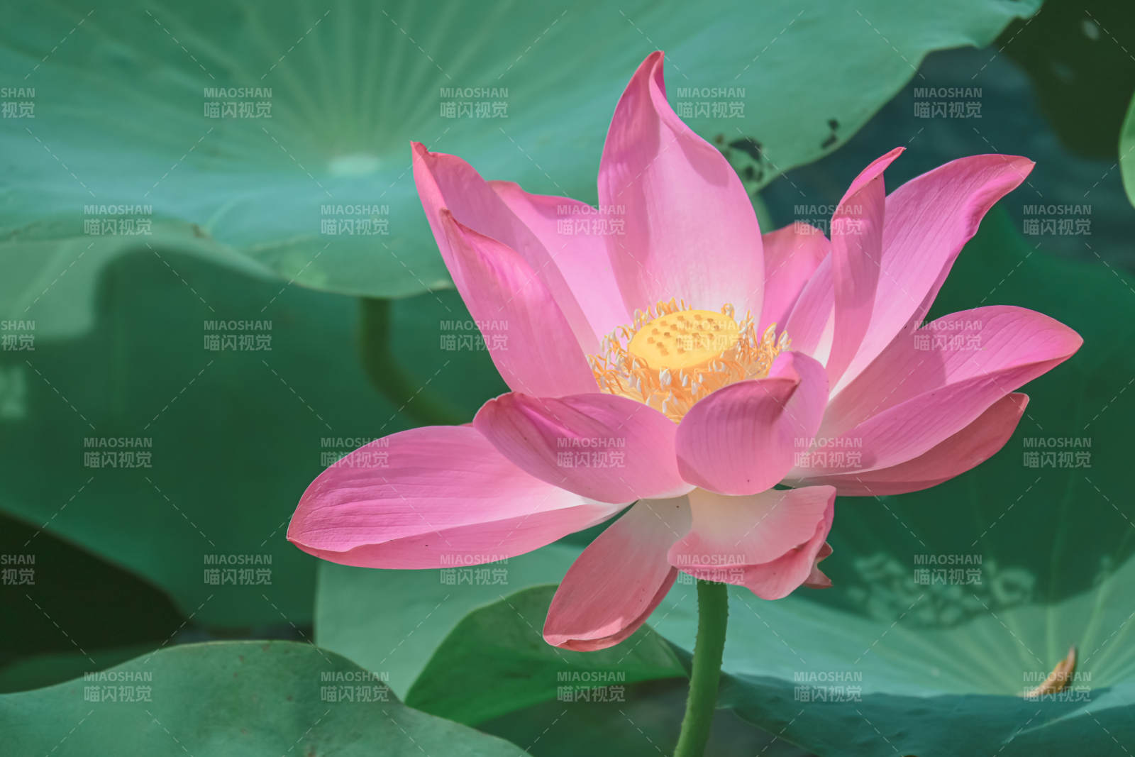 粉色莲花绽放于绿叶间图片