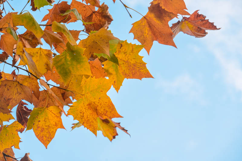 秋叶映蓝天 金黄满枝头图片