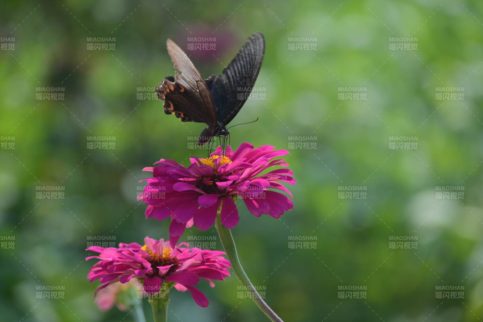 蝴蝶停驻粉花间图片