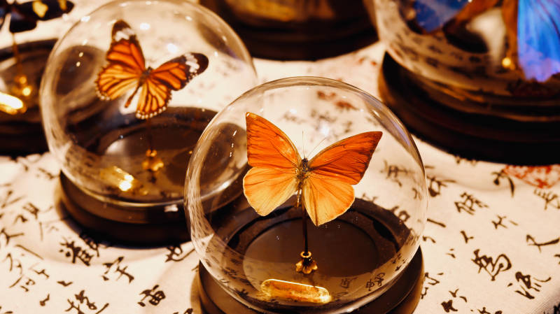 玻璃球中的蝴蝶标本图片