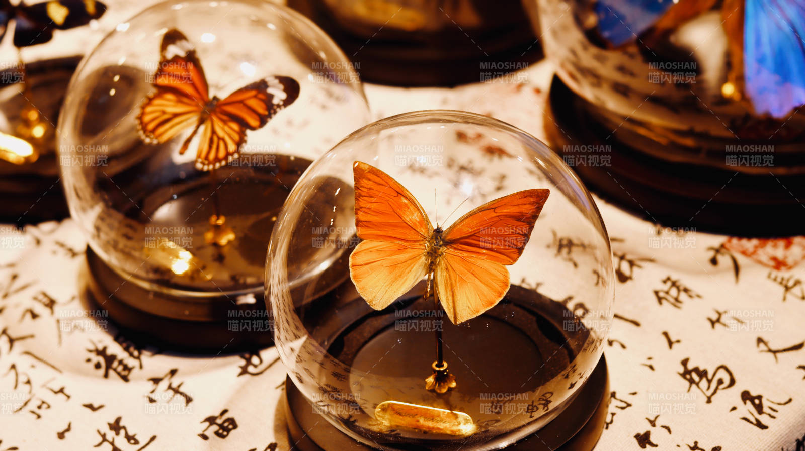玻璃球中的蝴蝶标本图片