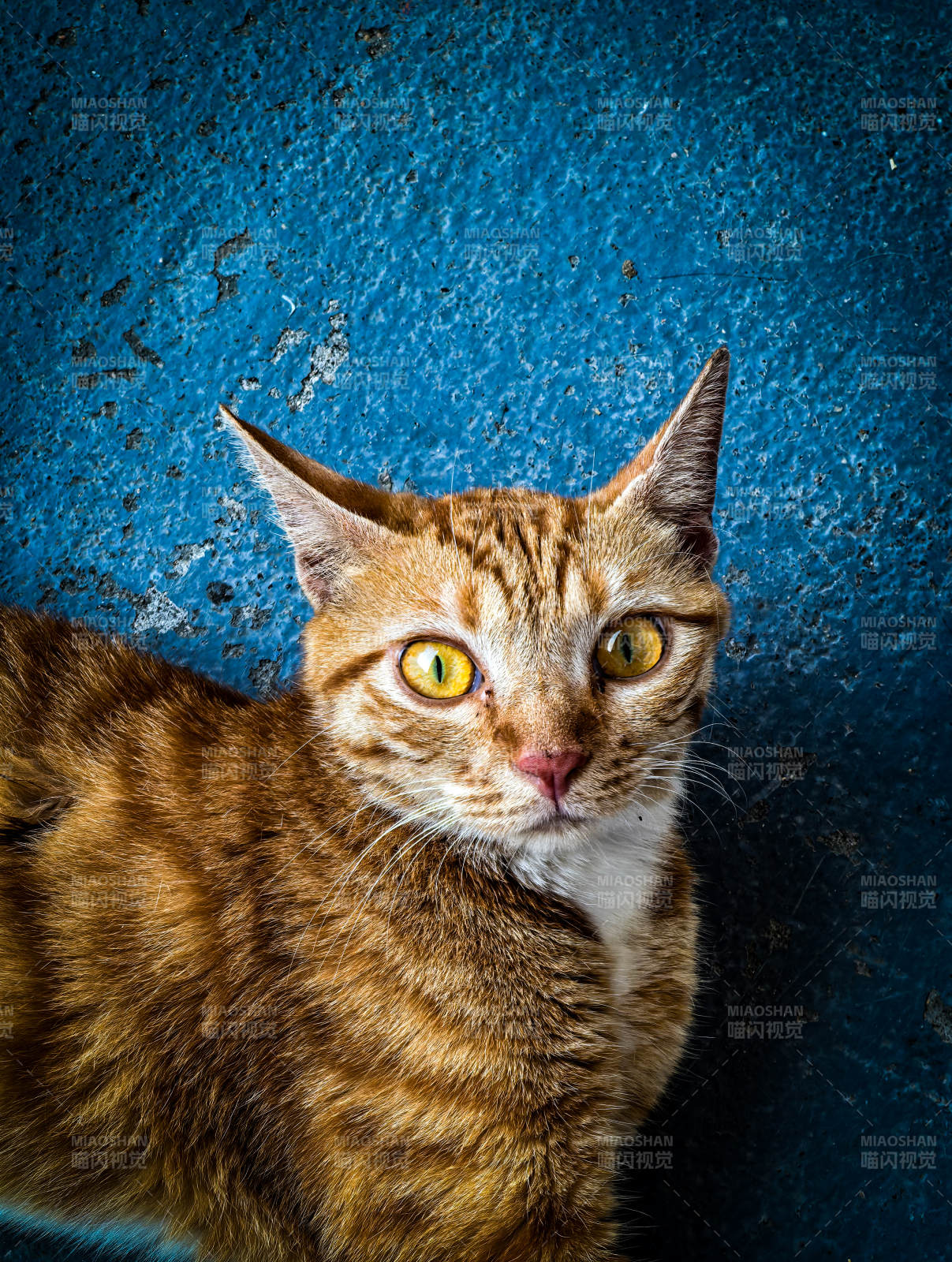 蓝墙前的橙色猫咪图片