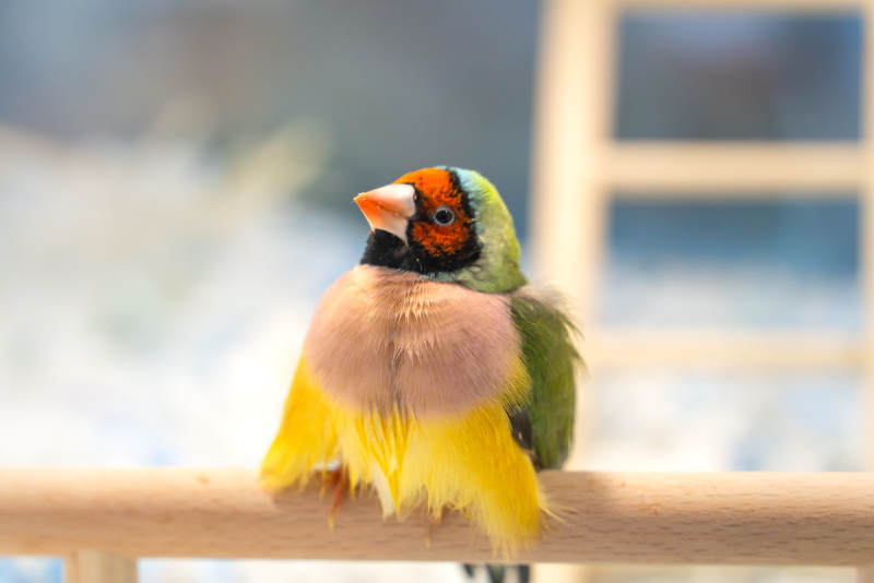 色彩斑斓的七彩文鸟静立枝头图片