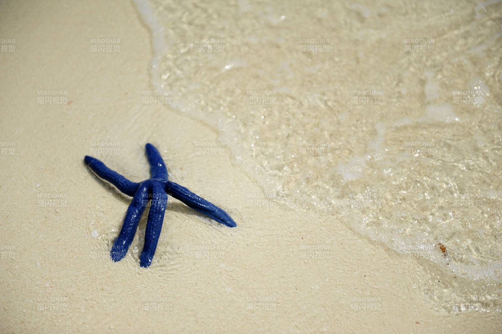 沙滩上的蓝色海星图片