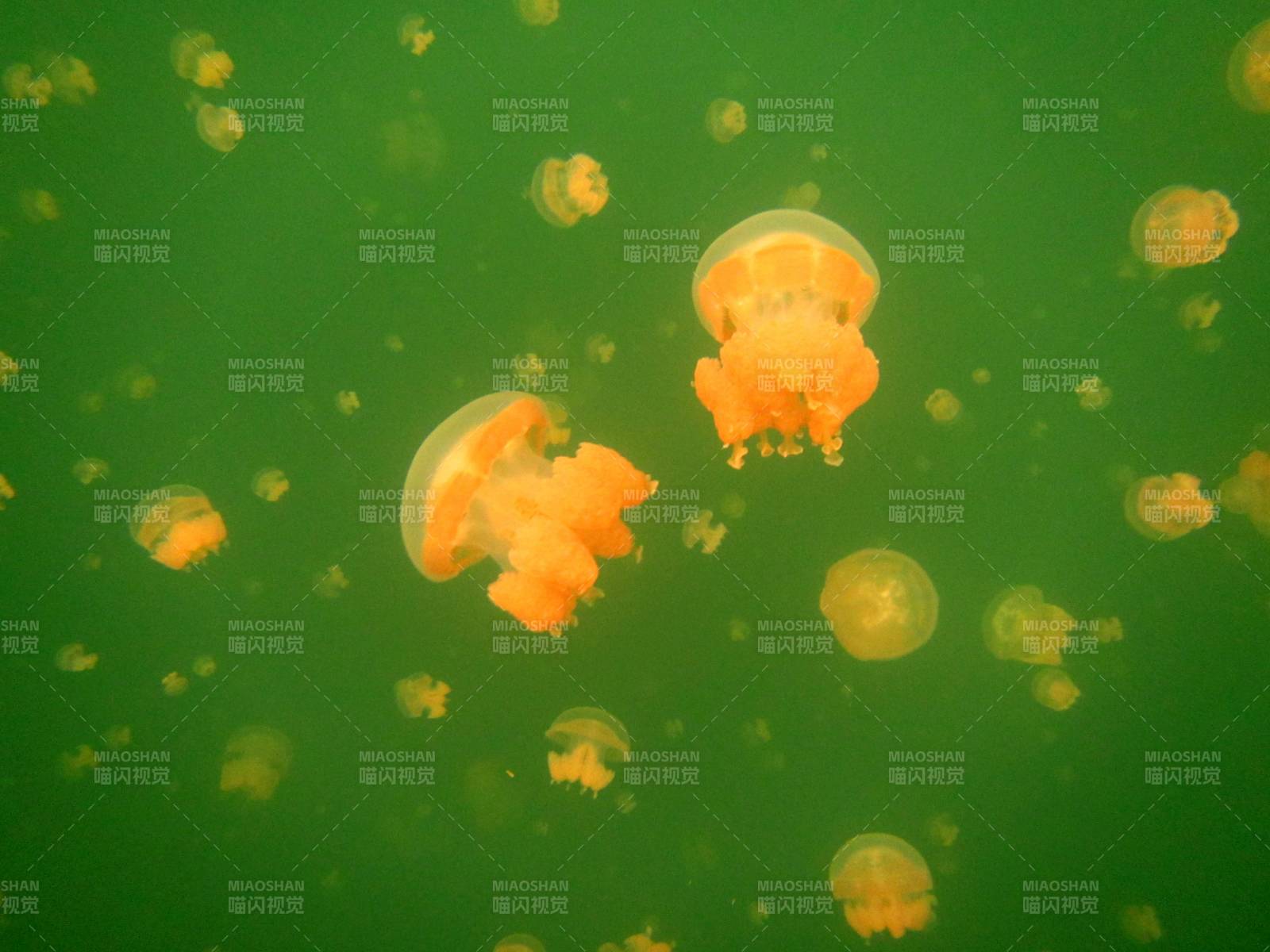 水母在绿色水域中漂浮图片