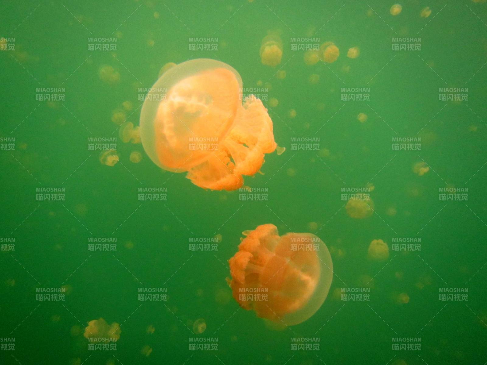 水母在绿色水域中漂浮图片