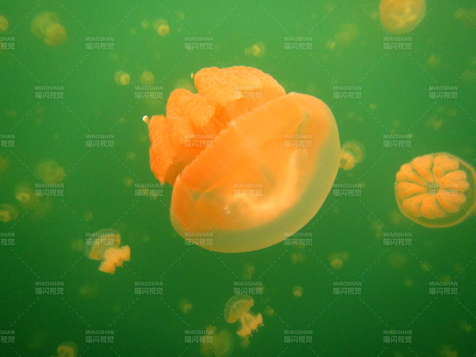 水母在绿色水域中漂浮图片