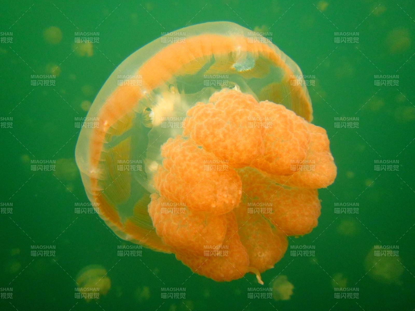 橙色水母在绿水中漂浮图片