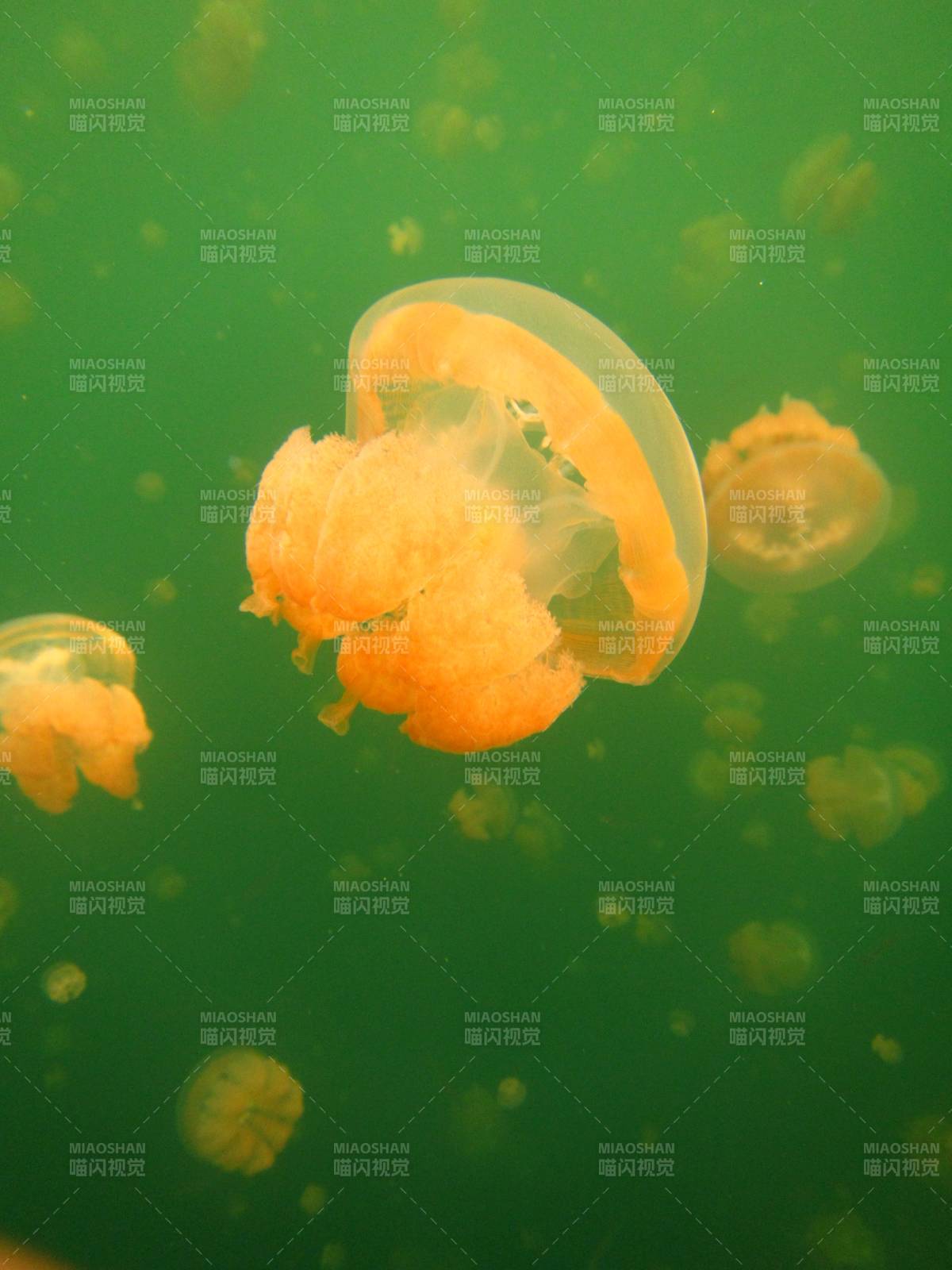 水母在绿色水域中漂浮图片