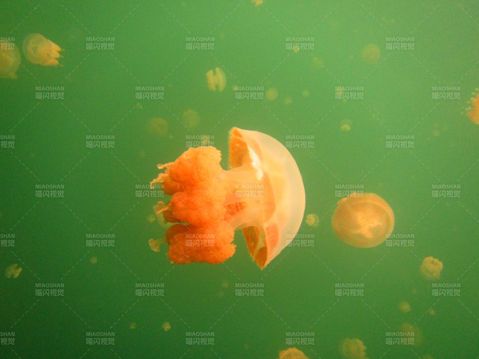 水母在绿色水域中漂浮图片