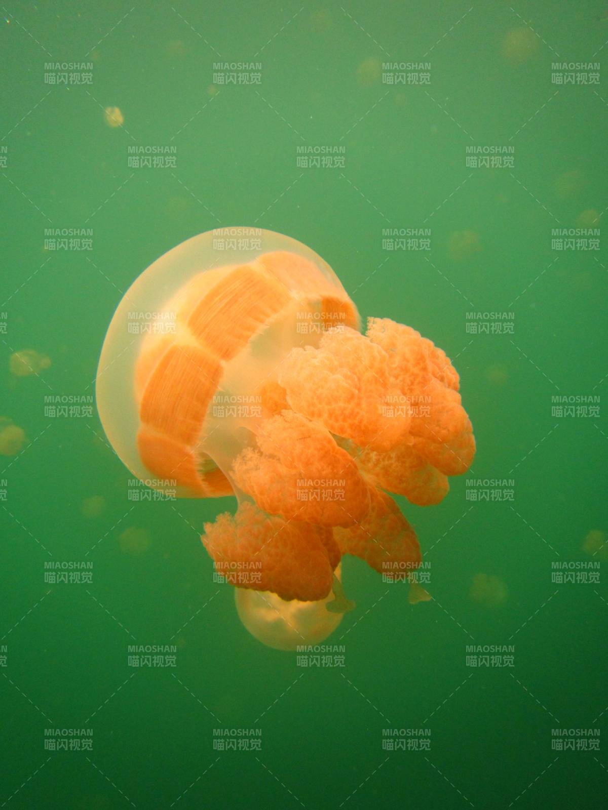 水下橙色水母漂浮图片