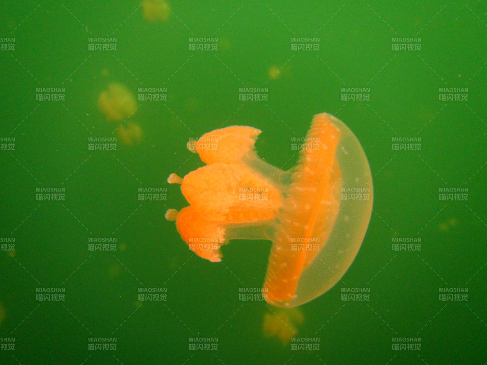 水母在绿色水域中漂浮图片