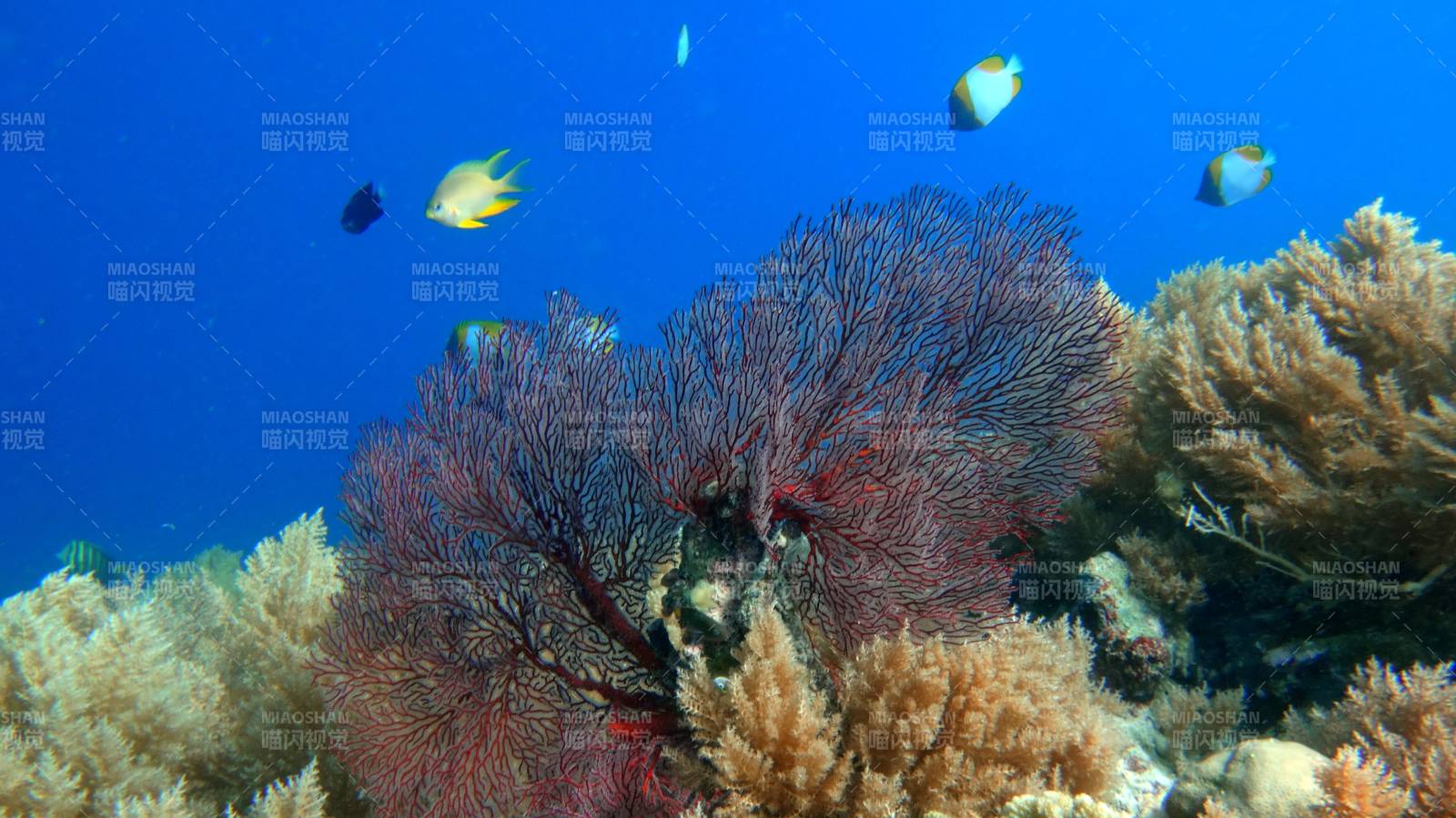 海底珊瑚与游鱼共生图片