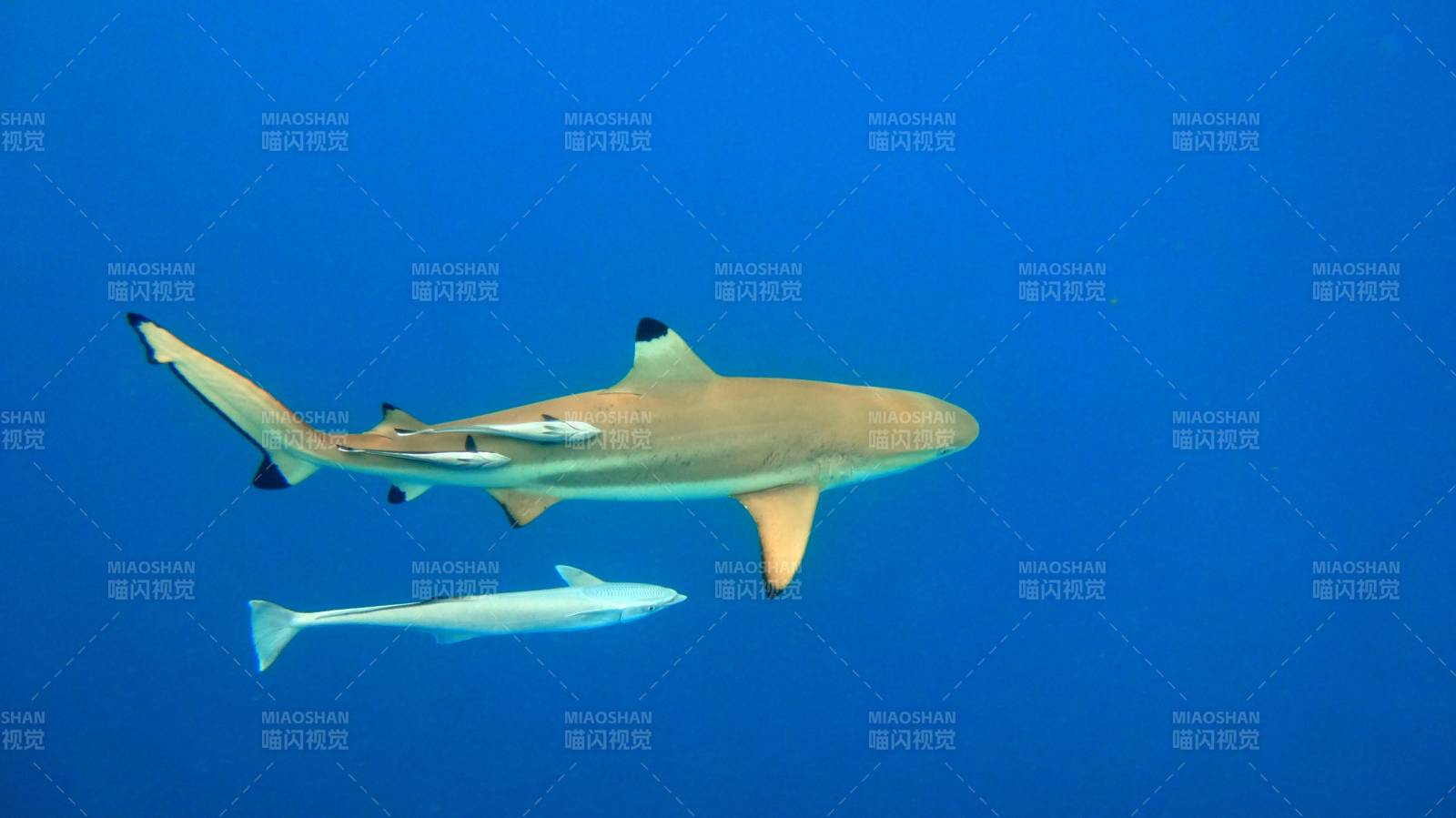 深海鲨鱼与小鱼共游图片