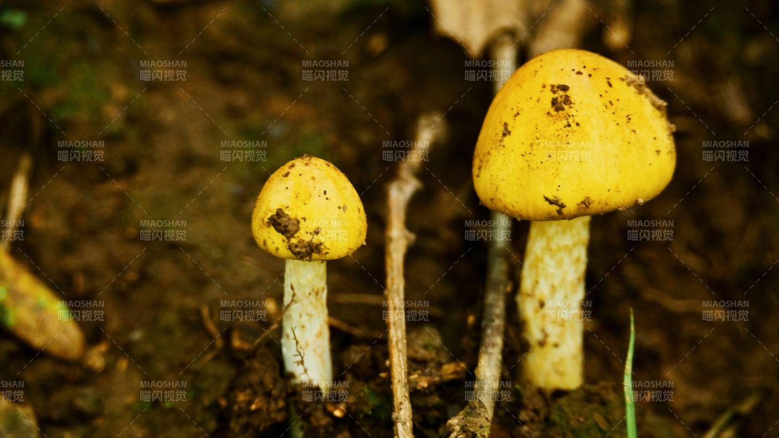 林间粘着原生态泥土的双生黄蘑菇图片
