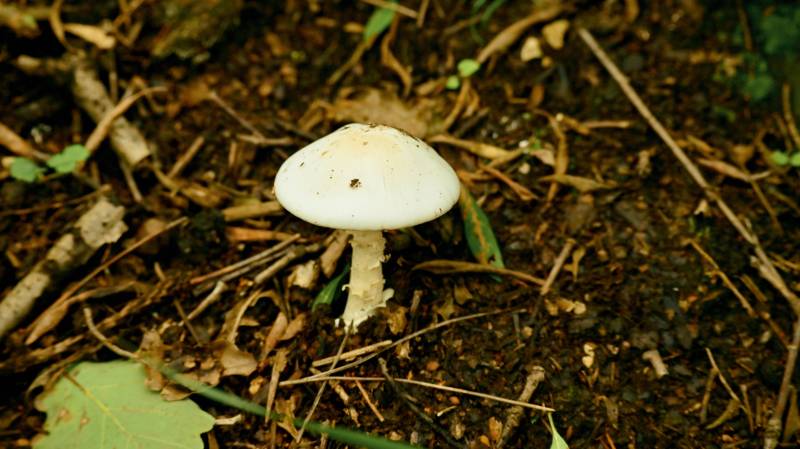 林间白色野生蘑菇特写图片
