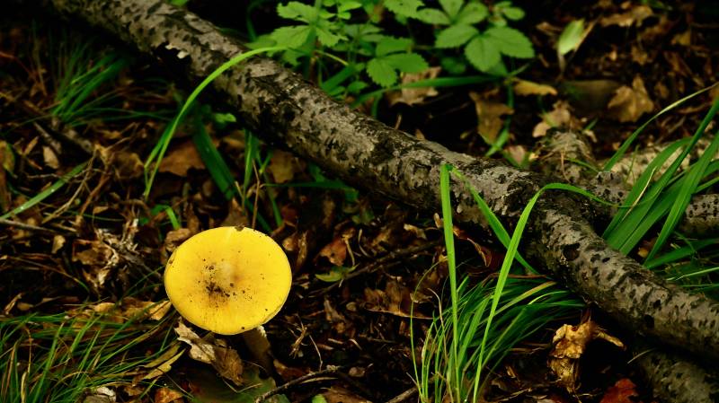 森林中野生的黄色蘑菇图片