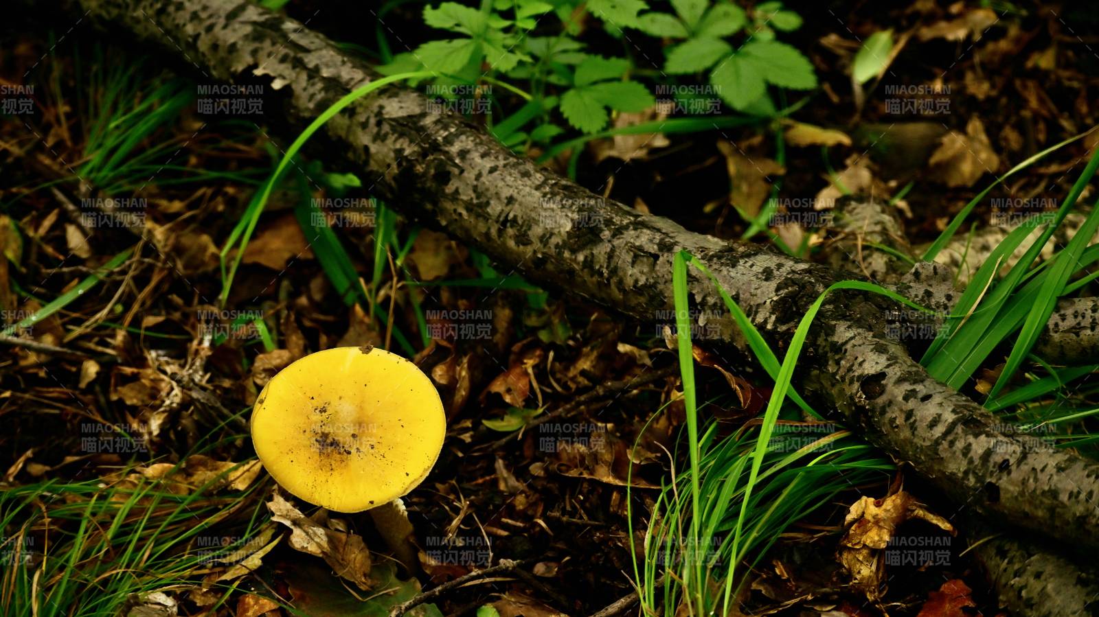 森林中野生的黄色蘑菇图片