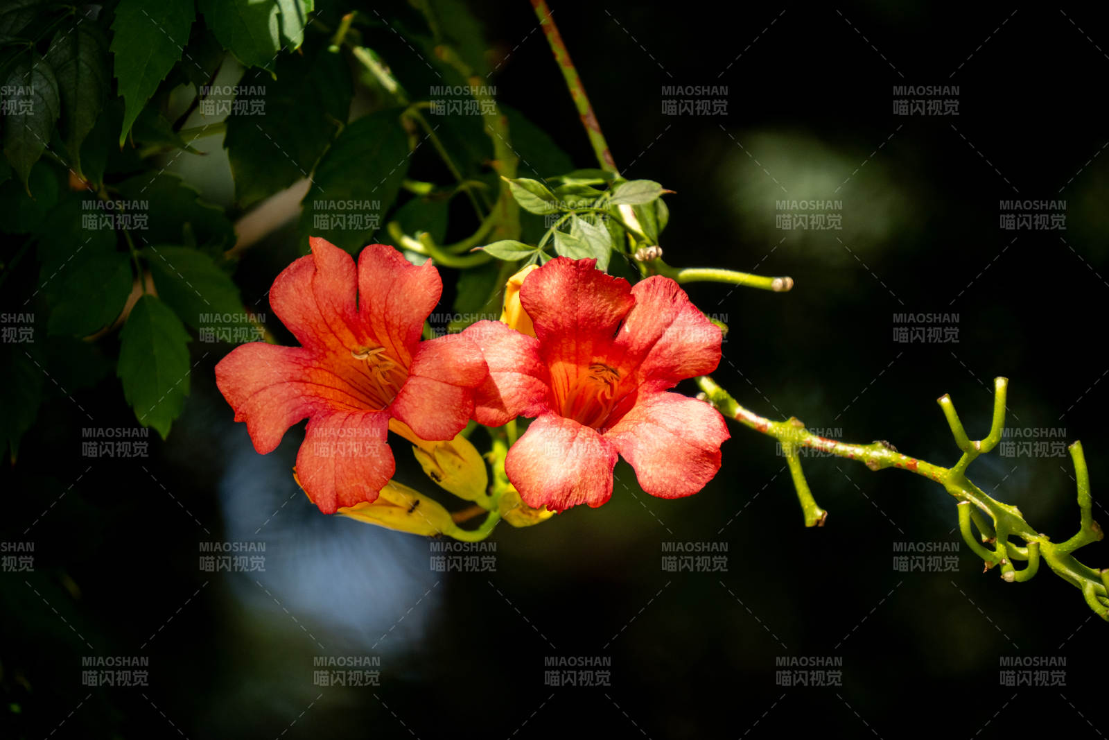 橙红凌霄花绽放枝头图片