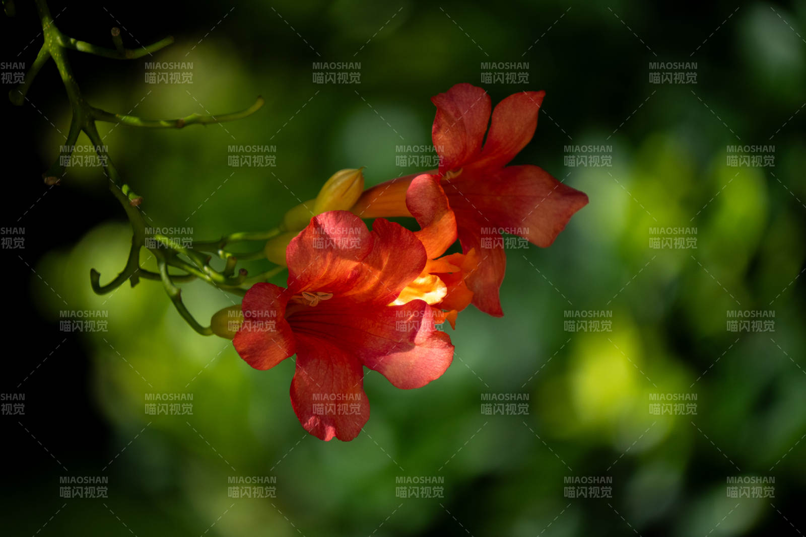 凌霄花在绿叶间绽放图片