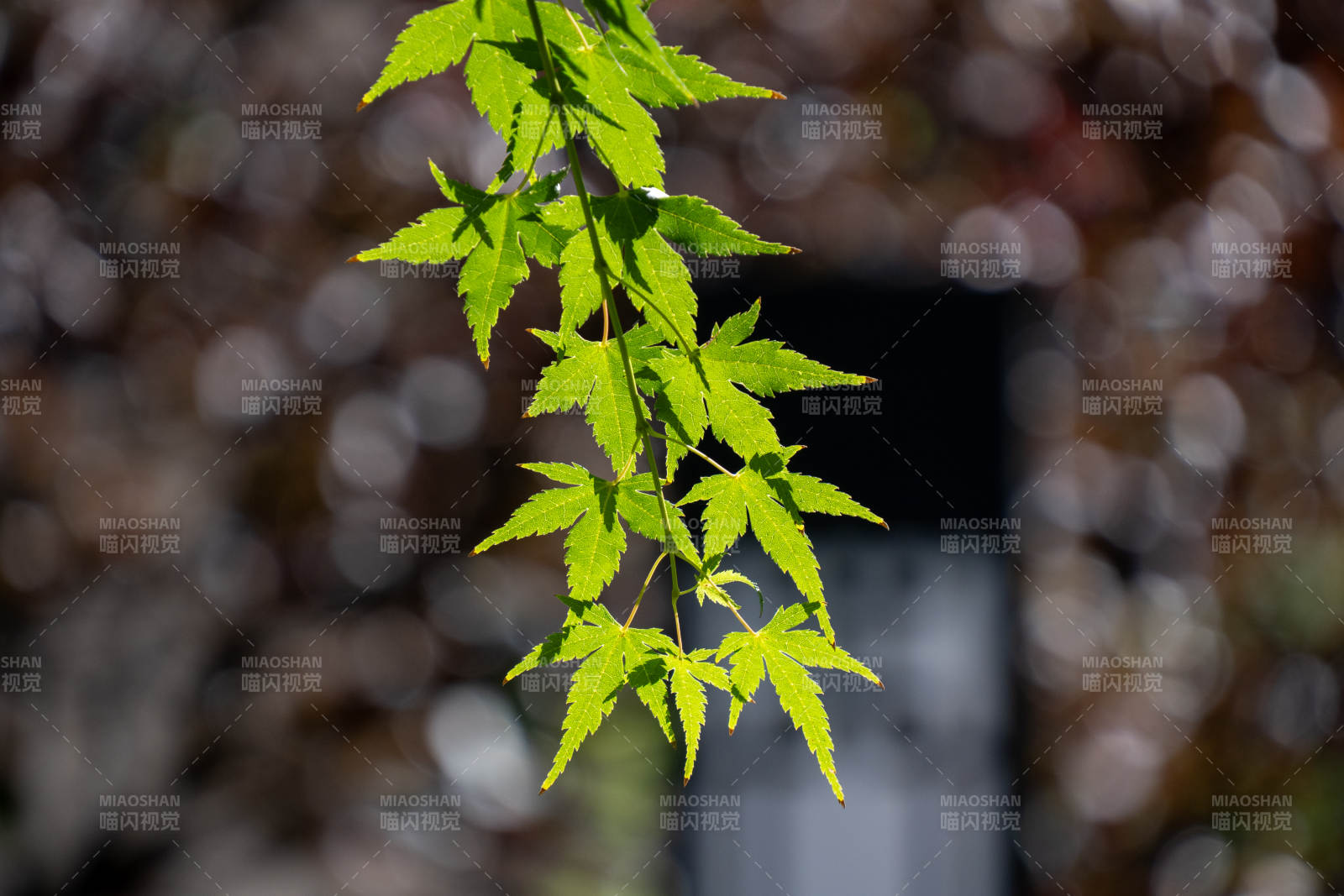 绿叶映衬光影之美图片