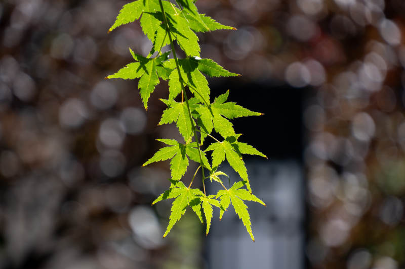 绿叶映衬光影之美图片