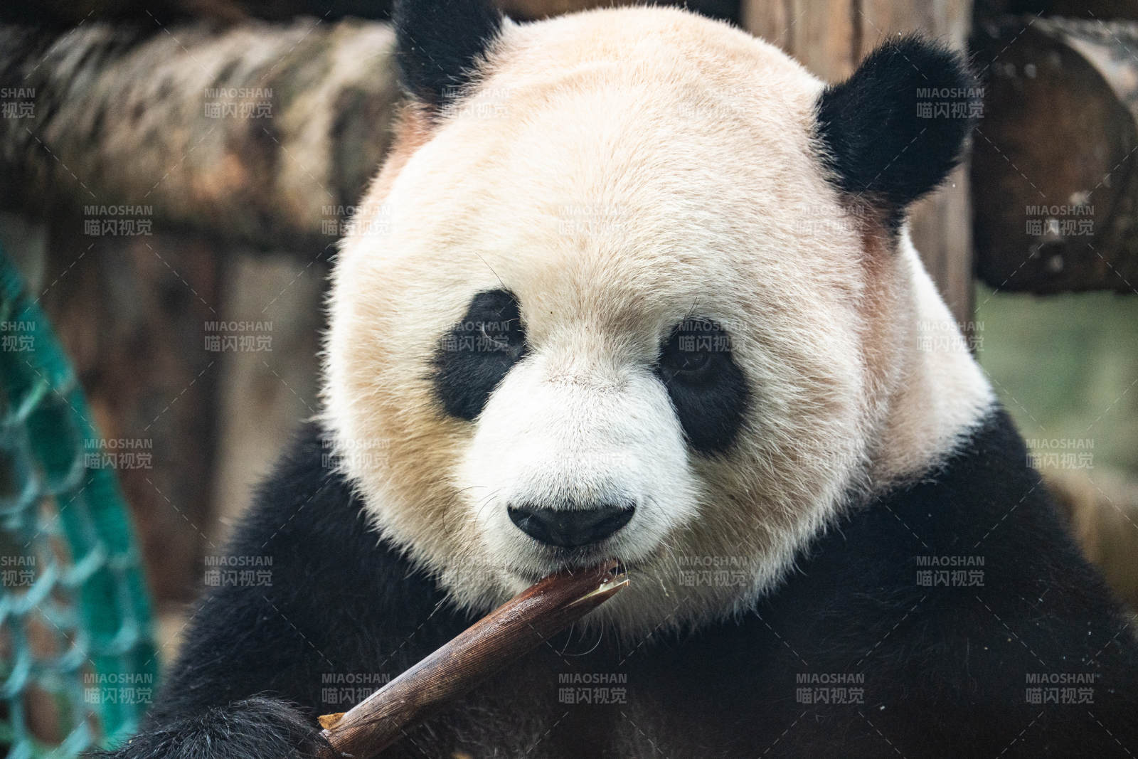 熊猫啃竹子的可爱瞬间图片