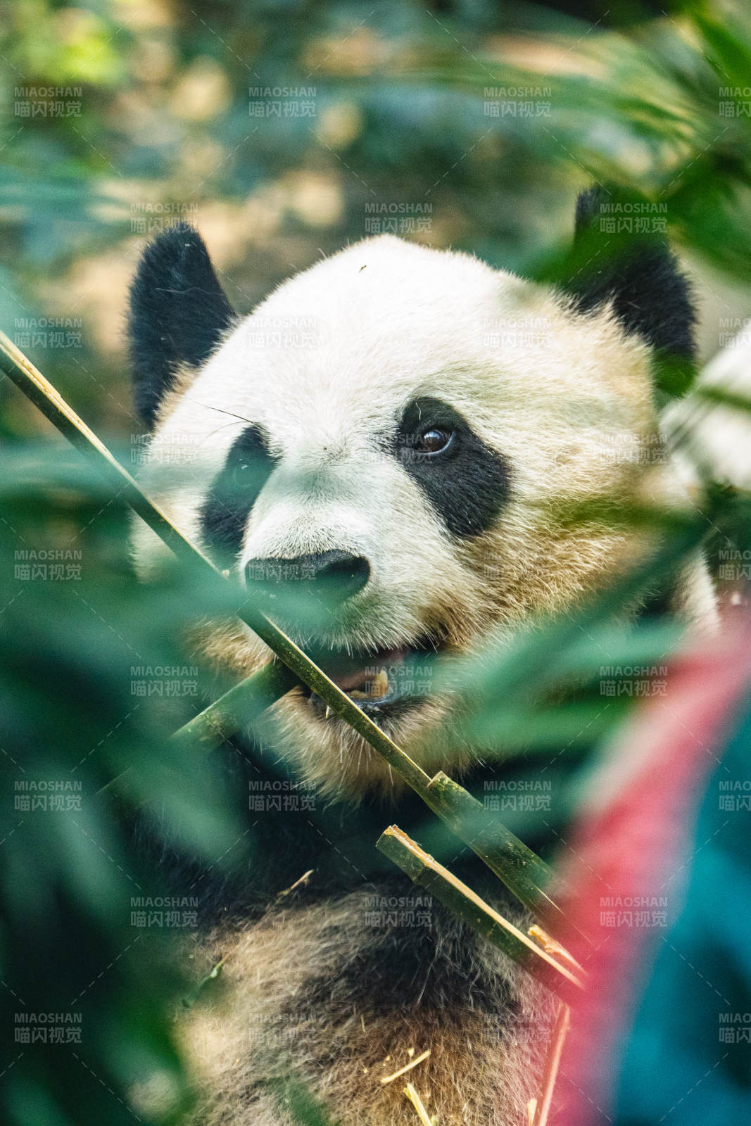 熊猫在竹林中悠闲进食图片