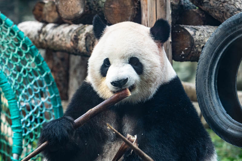 熊猫啃竹子 萌态十足图片