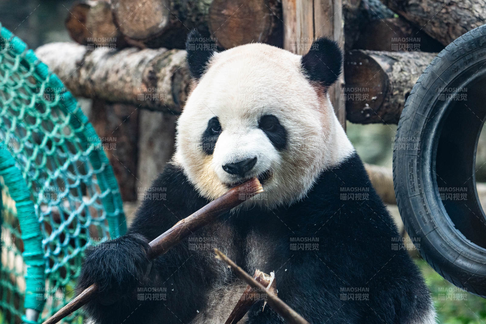 熊猫啃竹子 萌态十足图片