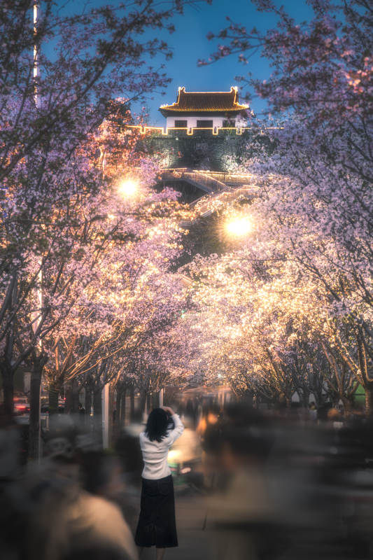 南京夜樱下的古城墙图片