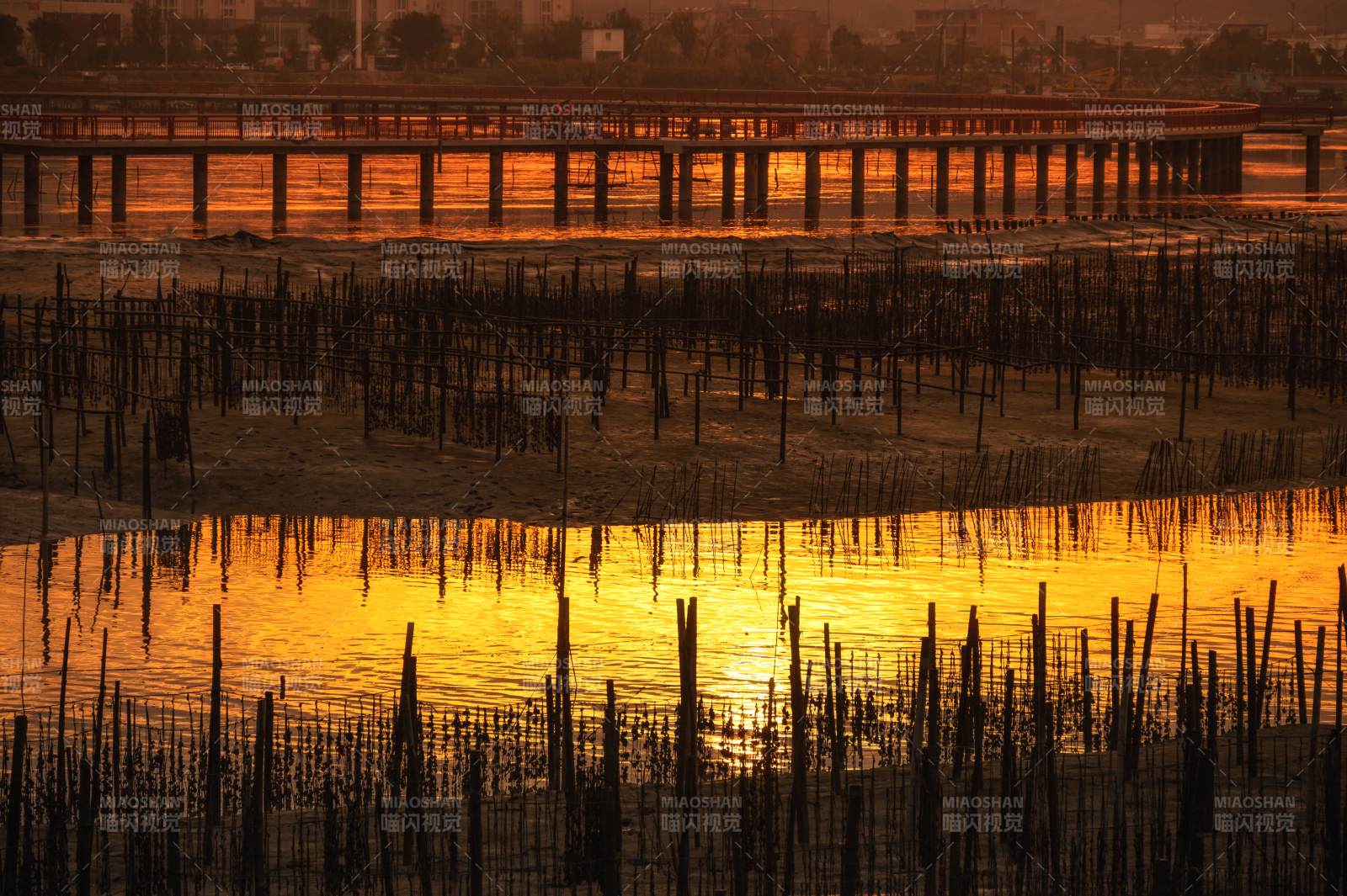 夕阳下的竹林倒影湿地图片