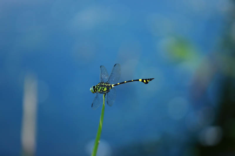 蜻蜓静立 蓝水映衬图片