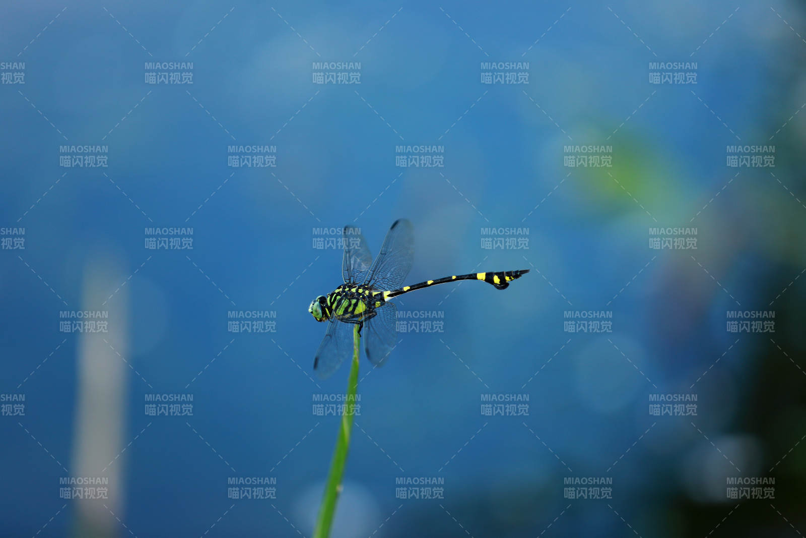 蜻蜓静立 蓝水映衬图片