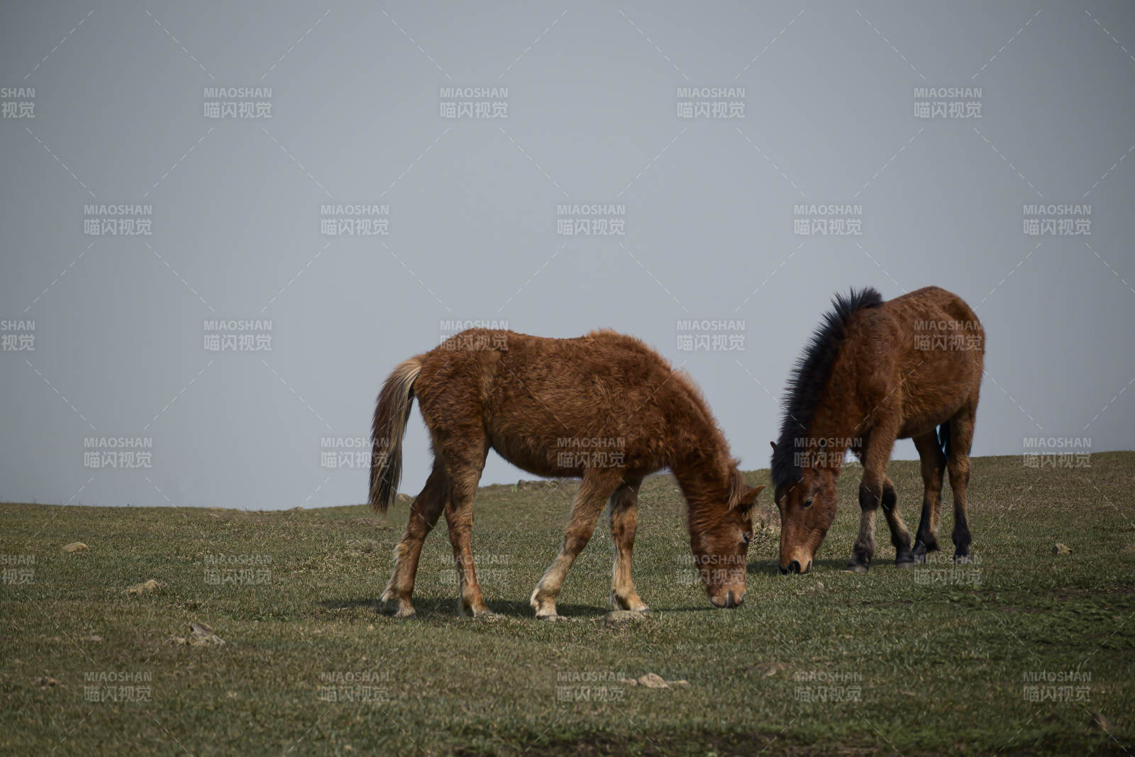 两匹小马在草地上吃草图片