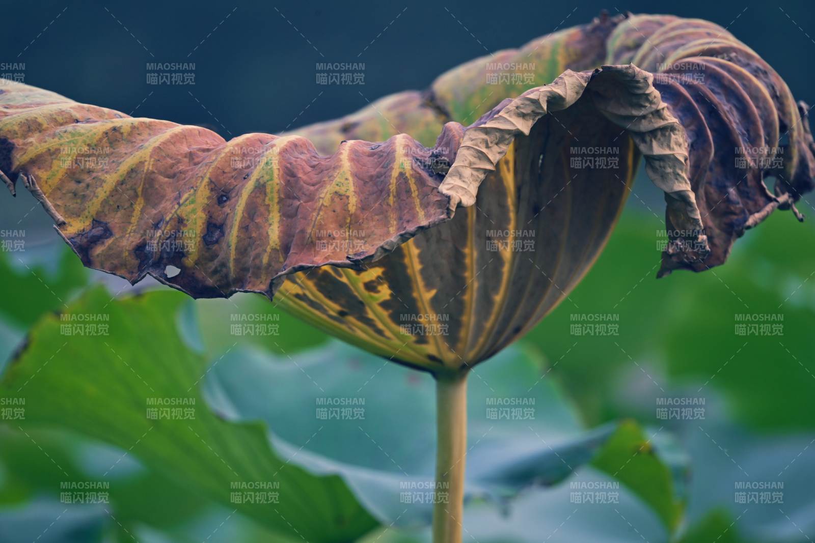 枯萎的荷叶与莲蓬图片