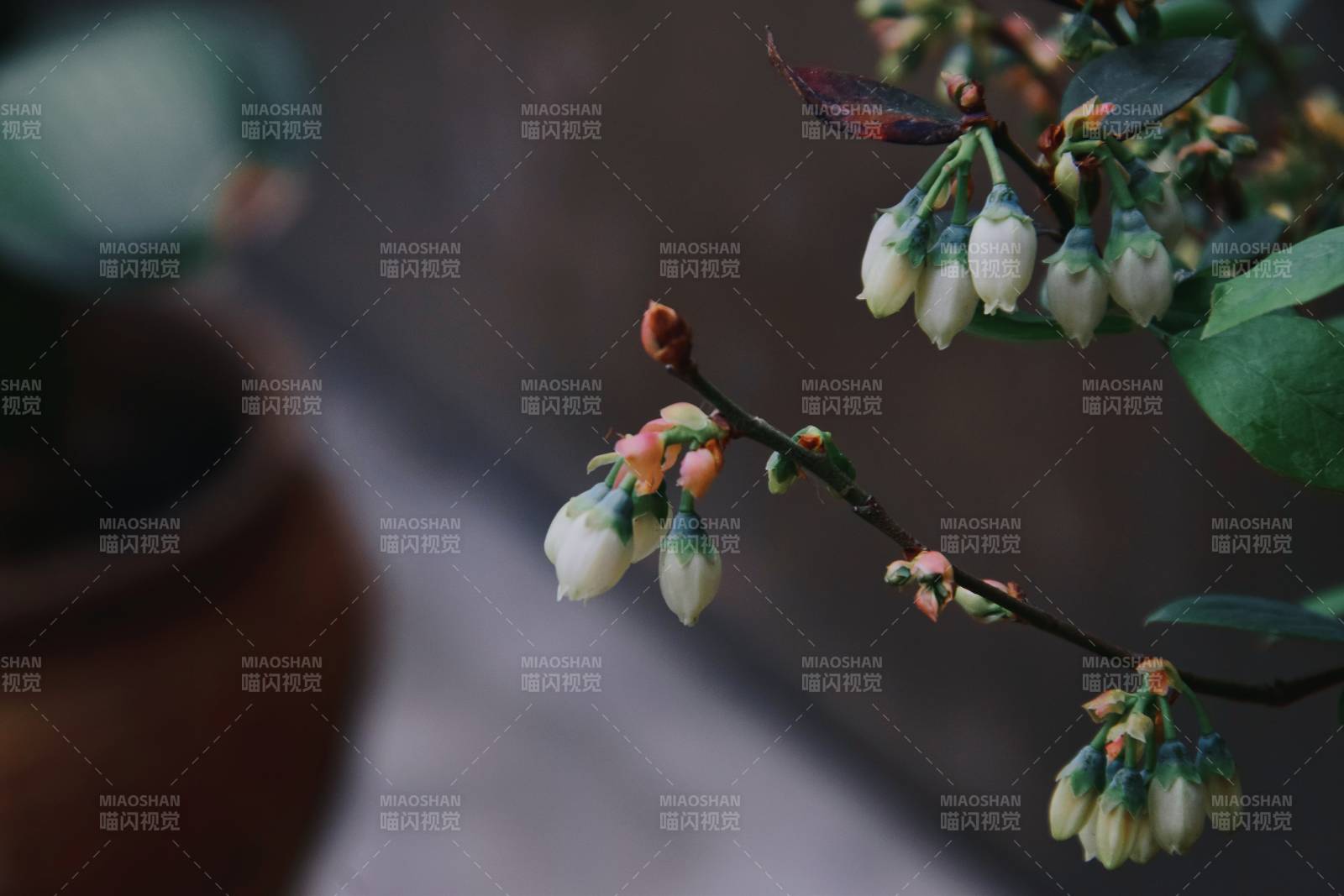 蓝莓花蕾初绽 静谧之美图片